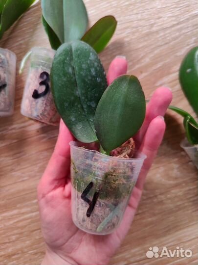 Орхидея фаленопсис биг лип