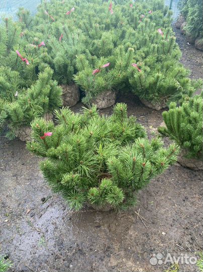 Сосна горная Пумилио