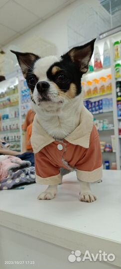 Вязка кобель чихуахуа