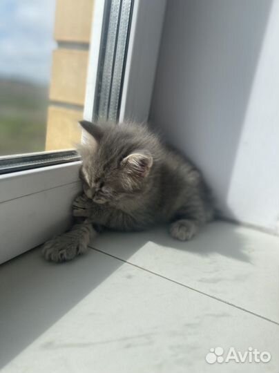 Отдаю котенка мальчик