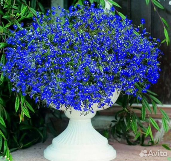 Лобелия голубая