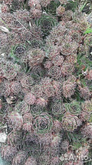 Молодило (каменная роза)