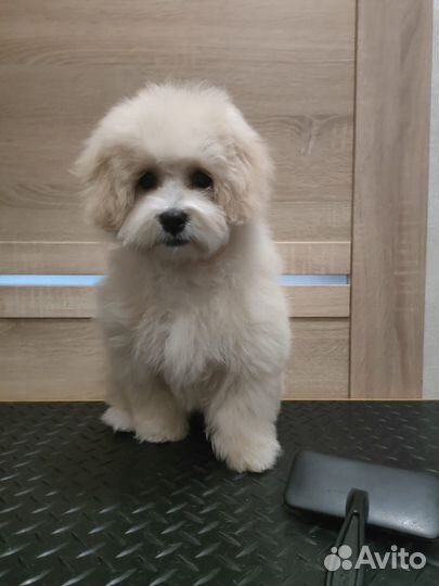 Мальтипу вязка