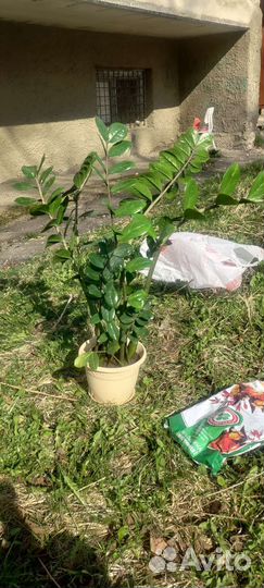 Замиокулькас