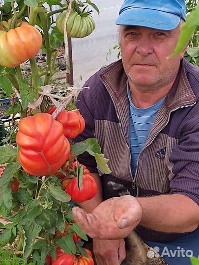 Семена томатов