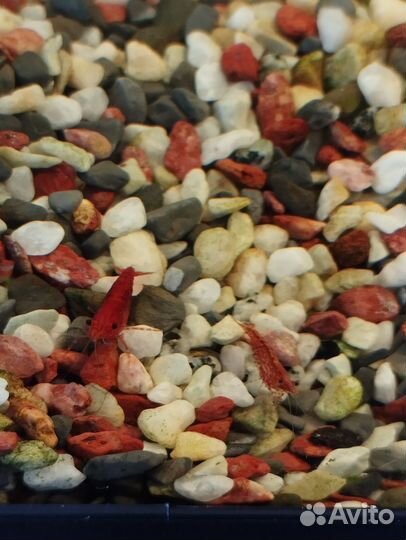 Аквариумные креветки вишня