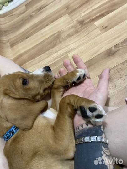 Щенок бигля-кокер спаниеля