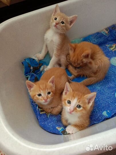 Котята в добрые руки