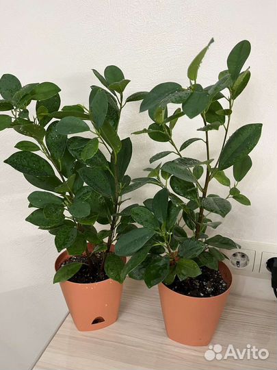 Фикус сортовые