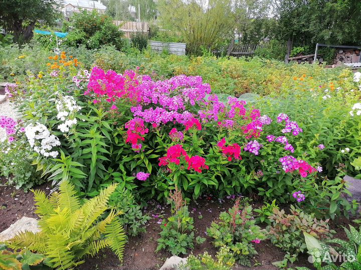 Многолетние садовые цветы