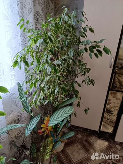 Фикус Бенджамина