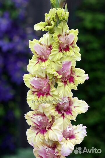 Гладиолусы луковицы