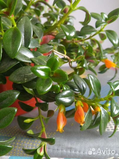 Гипоцирта Глабра / нематантус