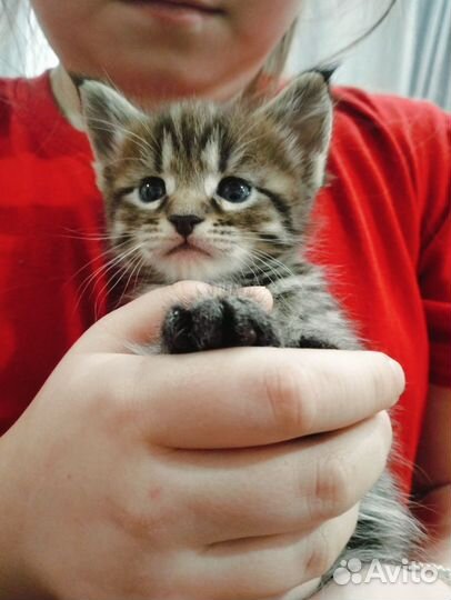 Котята мейн-кун метис