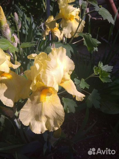 Сортовой Ирис