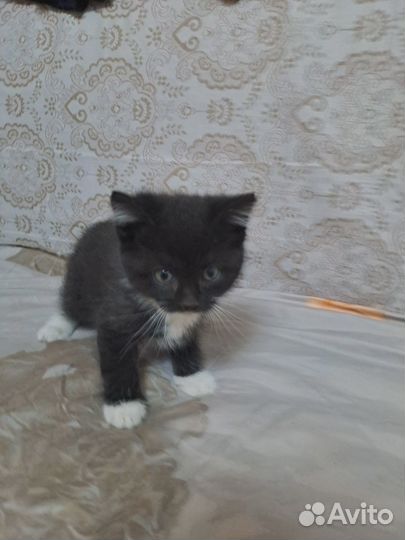 Черная девочка,серый мальчик