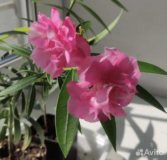 Олеандр розовый махровый
