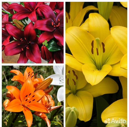 Хосты.Лилии.Лаванда