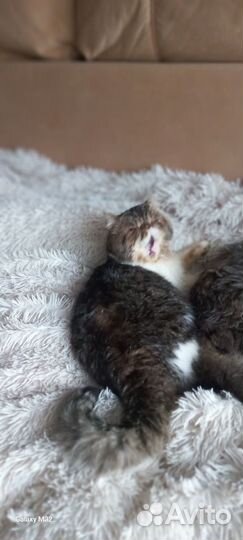 Персидский кот вязка