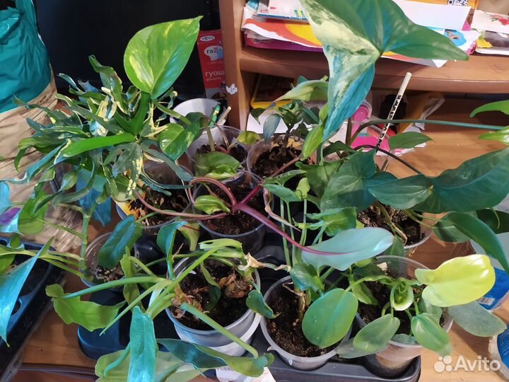 Филодендрон, сингониум