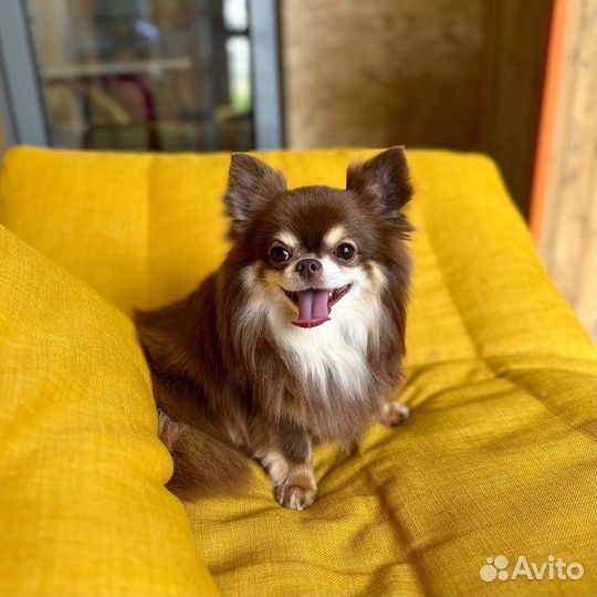 Стрижка собак/кошек/кроликов/груминг