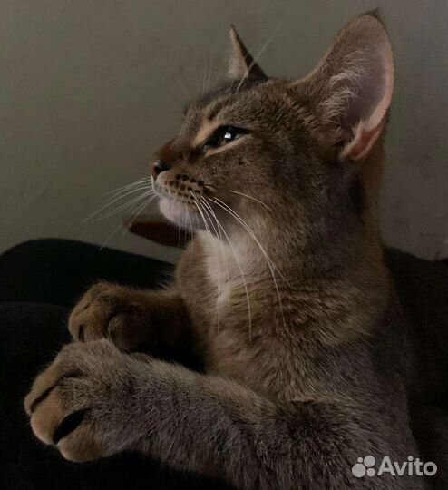 Абиссинская кошечка