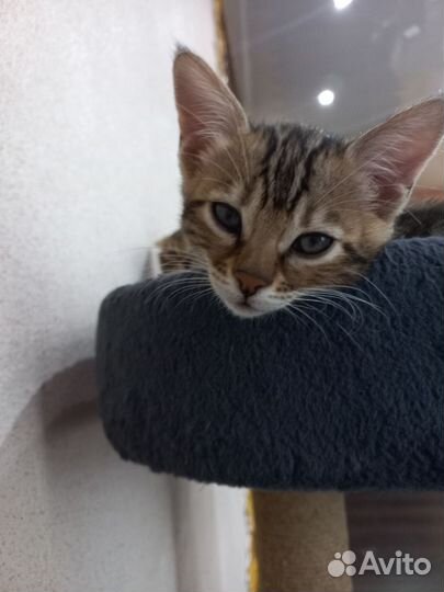 Бенгальские котята