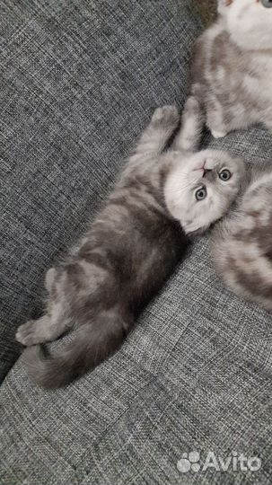 Шотландская вислоухая