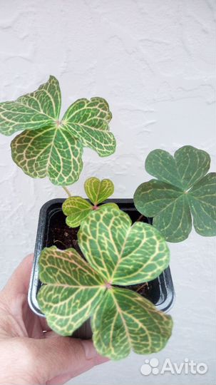 Редкий. Кислица оксалис