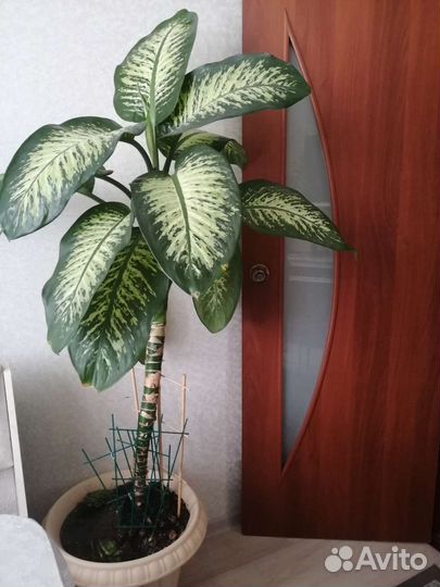 Диффенбахия