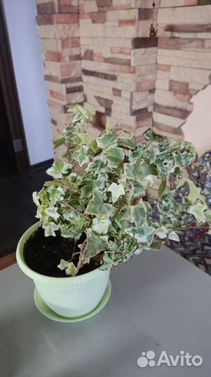 Хедера хеликс плющ