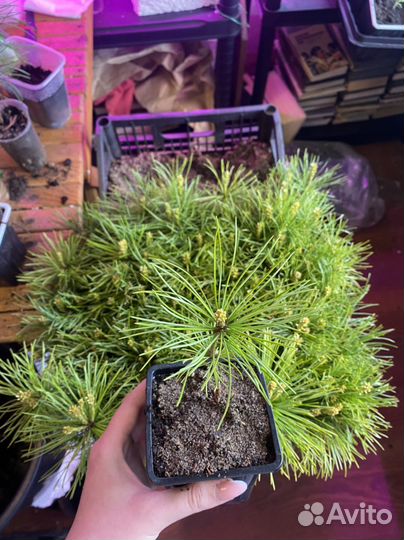 Саженцы кедра корейского 3 года