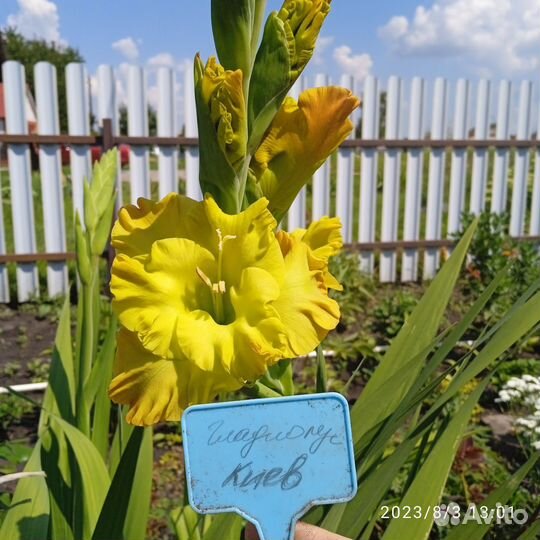 Гладиолусы луковицы