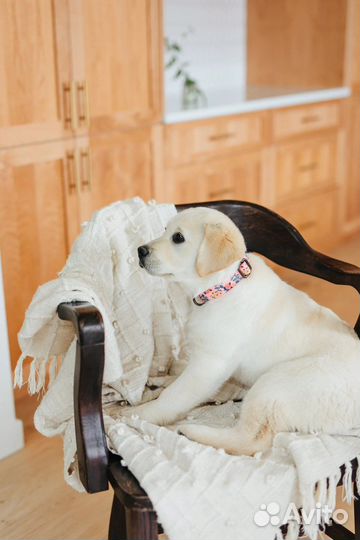 Ошейник для собак ручной работы