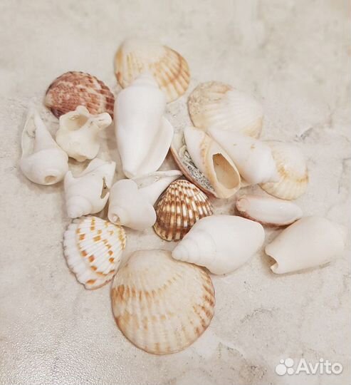 Продаю ракушки, рапаны, морские камни