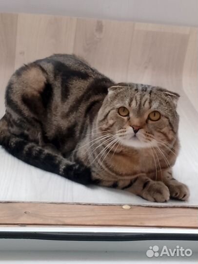 Шотландский кот вязка