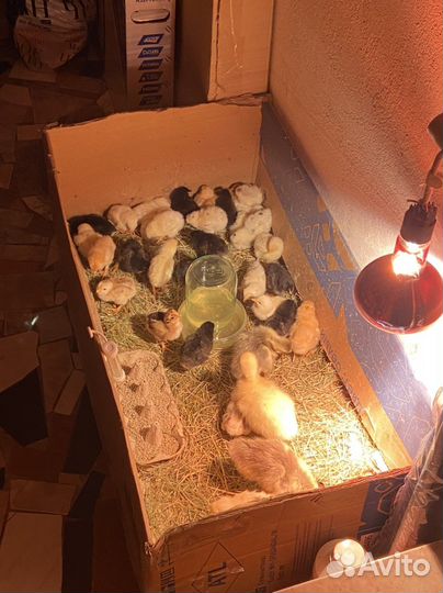 Цыплята суточные