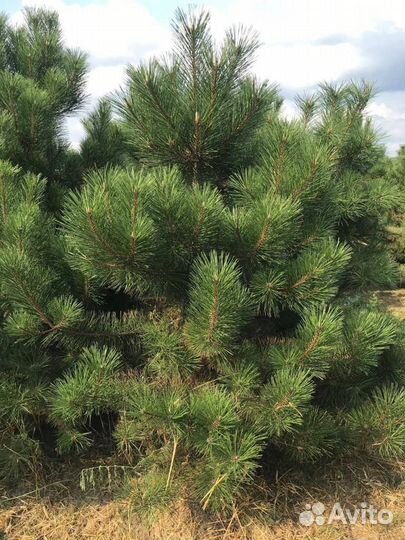 Сосна черная