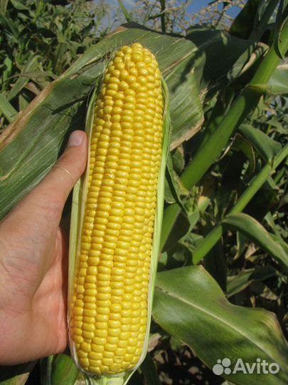 Семена Кукурузы 