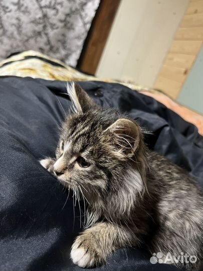 Кошки курильский бобтейл