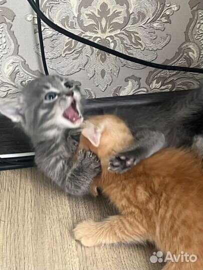 Кошка в дар бесплатно
