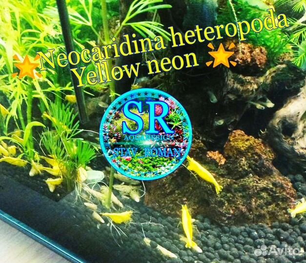 Креветки аквариумные Neocaridina