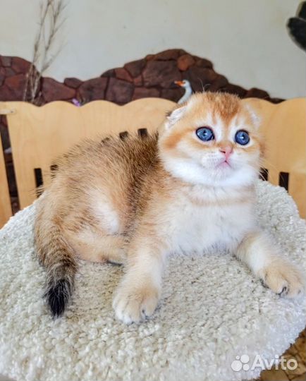Котик золотистый
