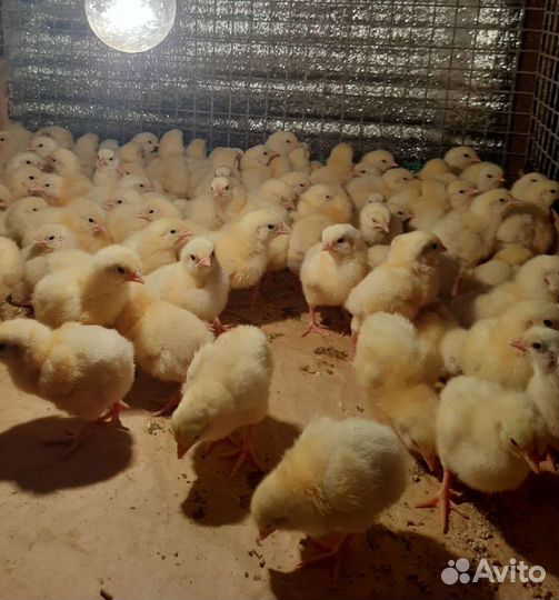 Бройлеры суточные. Предварительная запись