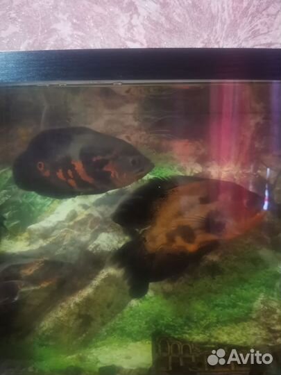 Астранотус