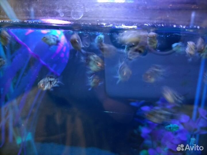 Рыбка сапфировый попугай