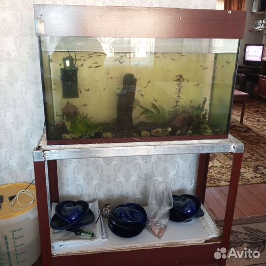 Рыбки Гуппи