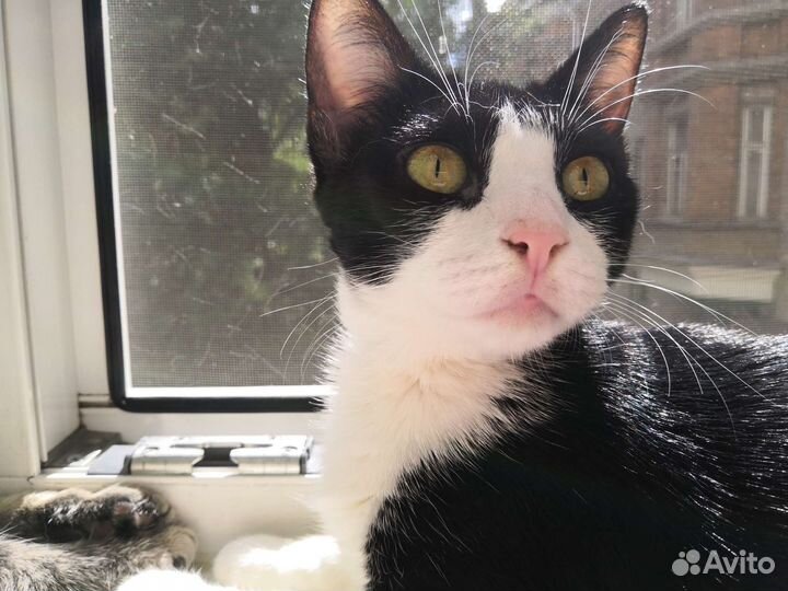 Вибрисы(усы) кошачьи