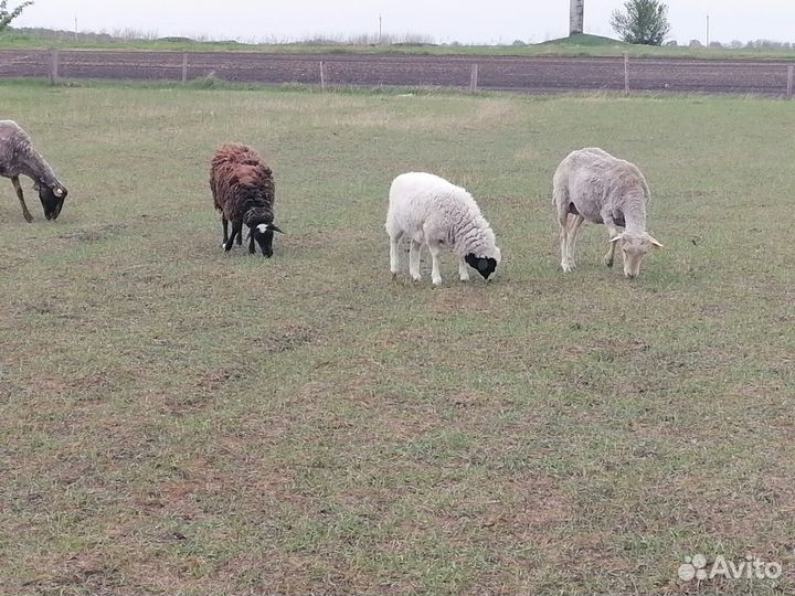 Овцы бараны матки ягнята