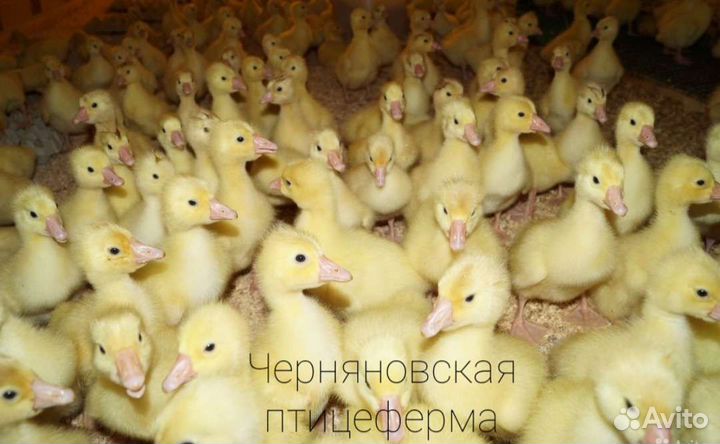 Птица в ассортименте. Цены от производителя.2024г